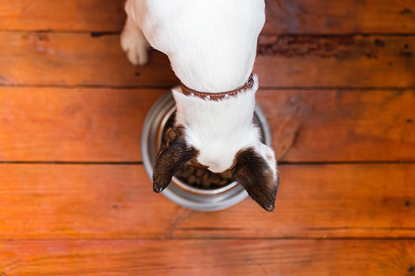 dog eating out food bowl